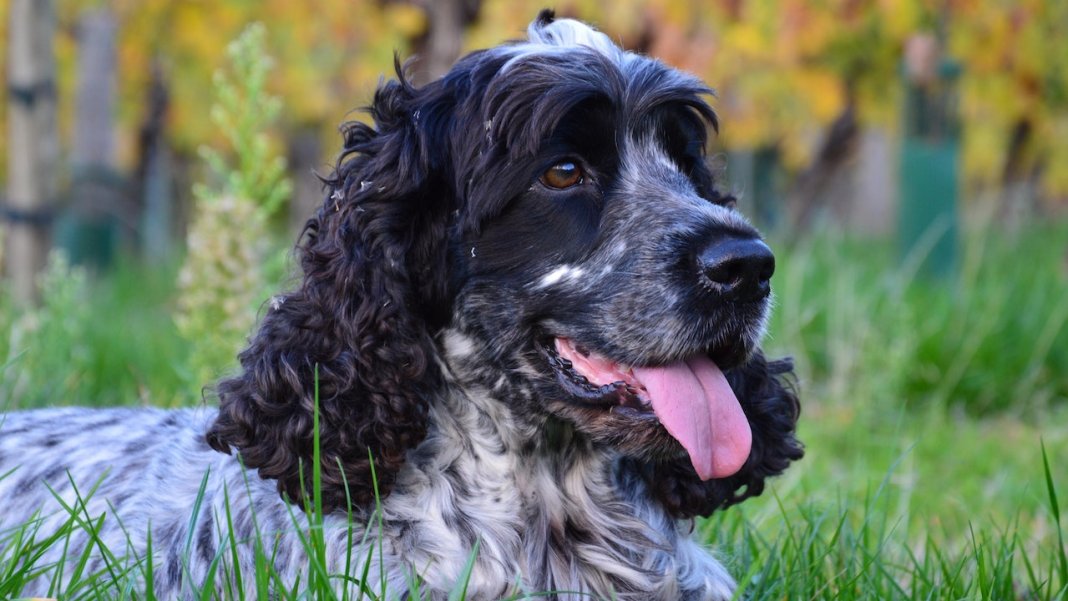 C’est quoi un comportementaliste canin à Nantes ?