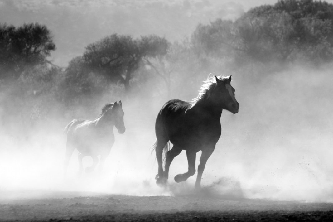 Huile CBD chevaux