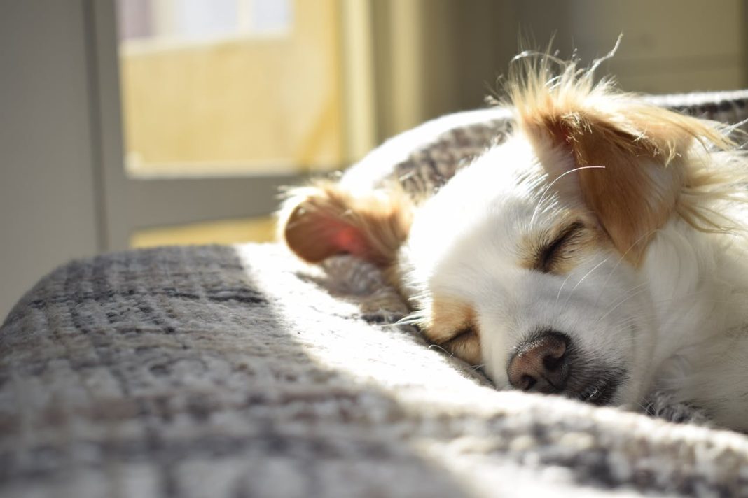 La propreté chez le chiot : conseils et astuces pour une éducation réussie